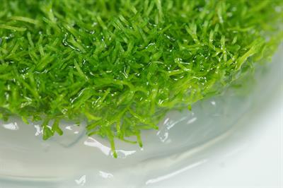 Riccia fluitans